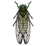 Cicada Drawing